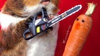  Hiiy! Lihat nih aksi menegangkan Fuzzberta ketika akan memotong-motong wortel favoritnya. Tapi meski begitu, wajah marmut yang satu ini tetap imut ya? Foto: Instagram @fuzzberta