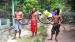 Foto: Penemuan Ular King Cobra Raksasa dari Penjuru Dunia