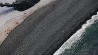 Beginilah penamakan koloni anjing laut di pantai Teluk Half Moon, Antarika. Jika tidak adanya tindak lanjut dari dunia mengenai Antartika, kehidupan di sini akan hancur dan keseimbangan dunia akan terganggu. (Alexandre Meneghini/Reuters)