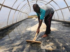 Lindungi Petani dari Tengkulak, KKP Bangun Gudang Garam di Karawang