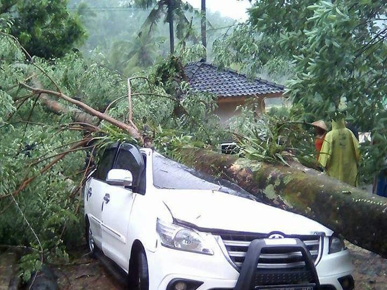Mobil Ini Ringsek Setelah Tertimpa Pohon Besar Mobil Ini Ringsek Setelah Tertimpa Pohon Besar
