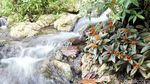 Foto: Air Terjun Langsung Jatuh ke Laut dari Maluku