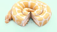 Antara lucu dan seram! Kue dan ular dipadu jadi Sncake oleh Paul. Warnanya kue dan ularnya sengaja dibuat senada. Foto: Instagram @paulfuentes_design