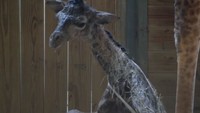 “Kaki-kaki panjangnya tak selalu bekerja dalam sekali coba,” tulis Brevard Zoo dalam Facebook mereka. (Foto: Dok. Facebook Brevard Zoo)