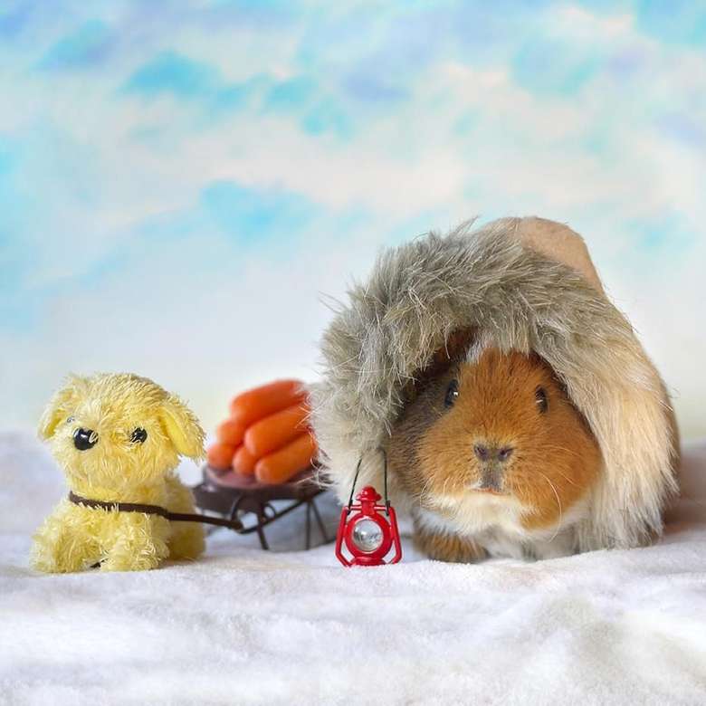 Lucunya Aksi Fuzzberta Marmut Imut Penggemar Berat Wortel Foto 10