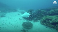 Dikutip dari website MIT, Kamis (22/3/2018), robot ikan tersebut diberi nama SoFi. (Foto: Dok. nbcnews)