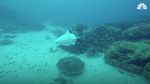 Foto: Melihat Ikan Robot Meliuk-liuk di Perairan Fiji