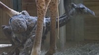 Video bayi jerapah tersebut diposting Brevard Zoo melalui akun Facebook mereka, 20 Maret 2018. (Foto: Dok. Facebook Brevard Zoo)