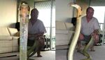 Foto: Penemuan Ular King Cobra Raksasa dari Penjuru Dunia