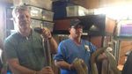 Foto: Penemuan Ular King Cobra Raksasa dari Penjuru Dunia