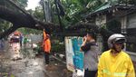 Penampakan Mobil yang Ringsek Ditimpa Pohon Tumbang di Jatinegara