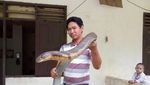 Foto: Penemuan Ular King Cobra Raksasa dari Penjuru Dunia
