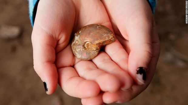 Tak Disangka, Bocah Ini Temukan 'Kalung Moana' Berusia 65 Juta Tahun