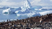 Ini merupakan koloni penguin yang akan menyambut kamu saat berlabuh di Pelabuhan Neko yang berada si garis pantai Semenanjung Antartika. (Alexandre Meneghini/Reuters)