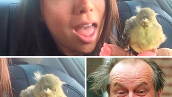 Lain lagi dengan sopir ini yang peliharaannya seekor burung yang tampangnya dibilang mirip Jack Nicholson. Foto: imgur