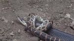 Foto: Sengitnya Pertarungan Ular King Cobra Mangsa Piton
