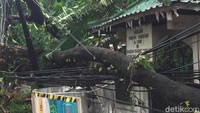 Dahan-dahan pohon yang menimpa kabel ini juga akan disingkirkan karena membahayakan.
