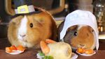 Lucunya Aksi Fuzzberta, Marmut Imut Penggemar Berat Wortel