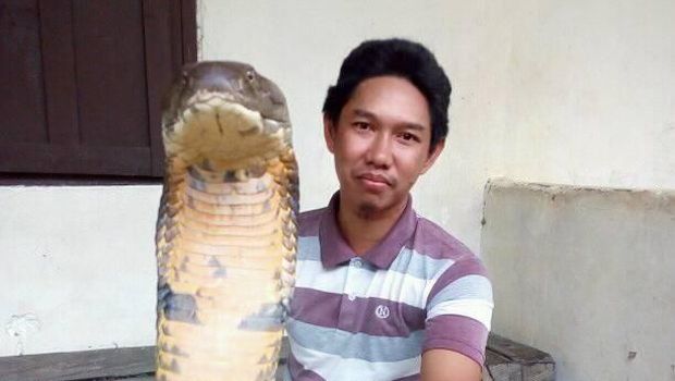Viral Foto Ular King Cobra 'Raksasa', Asli atau Palsu? Viral Foto Ular King Cobra 'Raksasa', Asli atau Palsu?