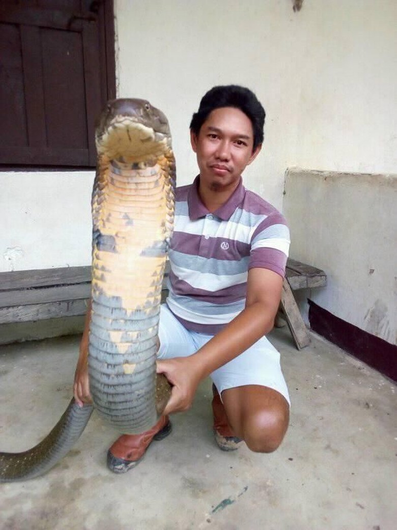 Viral Foto Ular King Cobra Raksasa Asli Atau Palsu