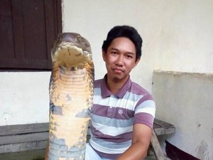 Fakta Mengagetkan King Cobra Raksasa di Kalimantan