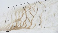 Penguin tidak akan lari saat melihat manusia. Jika kamu diam saja beberapa jam, mereka akan mendekat dan mengelilingi manusia. (Alexandre Meneghini/Reuters)