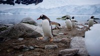 Greenpeace telah mengajukan proposal untuk membangun area konservasi Laut Weedel yang mencakup 1,1 juta mil persegi laut. Di wilayah ini hidup habitat alami paus, anjing laut, penguin, dan berbagai jenis ikan laut. (Alexandre Meneghini/Reuters)