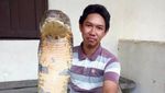 Detik-detik Pelepasan Ular King Cobra Raksasa ke Alam