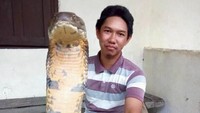 Sebelumnya, Made meminta maaf telah mengunggah foto ular king cobra tersebut. Dia menjelaskan ular tersebut sengaja diamankan olehnya karena meresahkan warga.