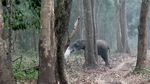 Foto: Gajah Merokok di India