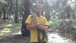 Ini Edy, Sang Penakluk King Cobra Raksasa dari Kalimantan
