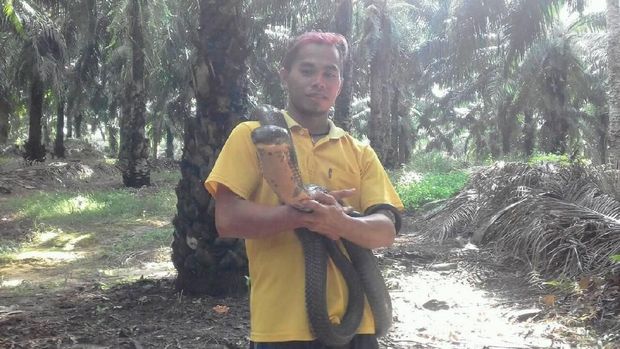Ular king cobra 'raksasa' dilepas ke alam terbuka.