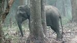 Foto: Gajah Merokok di India