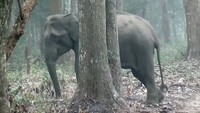 Saya percaya gajah itu mungkin telah mencoba menyerap arang kayu (charcoal),” kata ilmuwan WCS sekaligus ahli biologi gajah, Dr Varun Goswami. (Foto: Dok. Wildlife Conservation Society)