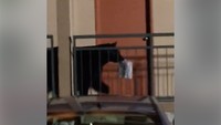 Dia kemudian membawa satu bungkus makanan. Tak diketahui pasti apa isi dari bungkusan tersebut. (Foto: Dok. Kim Barrett Vastola via ABC News)
