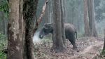 Foto: Gajah Merokok di India