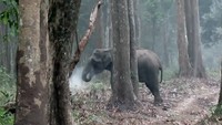 Kamera tersebut dipasang awalnya untuk mengamati tingkah laku harimau dan mangsanya. Kamera tersebut merupakan bagian dari proyek jangka panjang. Dalam video tersebut tampak gajah mengambil abu dengan belalainya, menutup mulutnya dan meniupkannya kembali sehingga mengeluarkan asap. (Foto: Dok. Wildlife Conservation Society)