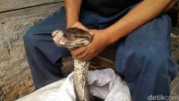Seekor ular piton sepanjang 4 meter dipergoki sedang berada di depan pintu kamar rumah warga di Boyolali. Diduga dia dalam kondisi lapar dan sedang mencari mangsa. Saat ditangkap, ular tersebut sedang masuk ke rumah Ismail di Kampung Susiloharjo, Kelurahan Siswodipuran, Kecamatan Boyolali Kota. (Foto: Ragil Ajiyanto/detikcom)
