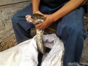 Lebih 10 Kali Rumah Ismail Kemasukan Ular, Kali Ini Terbesar