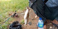 Ikan hasil tangkapan Diat