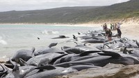 Sekitar 150 ekor ikan paus terdampar di Hamelin Bay, 315 kilometer di selatan Kota Perth, Australia Barat, Jumat (23/3) pagi. Paus ini diperkirakan merupakan jenis paus pilot. Ikan-ikan itu ada yang masih hidup, ada juga yang sudah mati. (Foto: Dok. Department of Biodiversity, Conservation and Attractions via ABC News Australia)