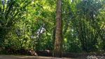 Foto: Mitos Batu Penentu Kesuksesan di Ciamis