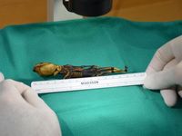 Ukuran mumi Ata sangat kecil (Foto: AFP)