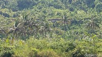 Sebagai jejak terakhir masa kejayaan kereta api Banjar-Pangandaran, struktur bangunan gaya Belanda masih bisa terlihat jelas meski sebagian lainnya sudah beralih fungsi seperti menjadi lapangan hingga menjadi kandang hewan warga (Tri Ispranoto/detikTravel)