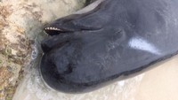 Menurut Ben Tonnock dari pihak konservasi setempat mengatakan warga diminta untuk menjauh dari hewan-hewan ini. (Foto: Dok. Department of Biodiversity, Conservation and Attractions via ABC News Australia)