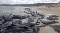 Tonnock mengatakan selain fokus menangani ikan paus, pihaknya juga harus mengelola perhatian warga masyarakat yang berkumpul di lokasi. (Foto: Dok. Department of Biodiversity, Conservation and Attractions via ABC News Australia)