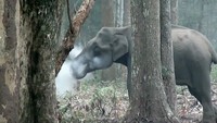 Charcoal memiliki sifat mengikat seperti racun namun dapat memberi nilai obat. Charcoal juga bisa berfungsi sebagai pencahar. (Foto: Dok. Wildlife Conservation Society)