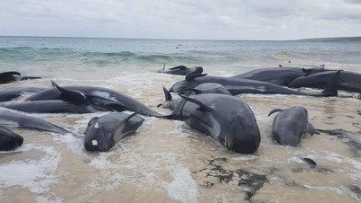 Penampakan Ratusan Paus Terdampar di Australia Barat