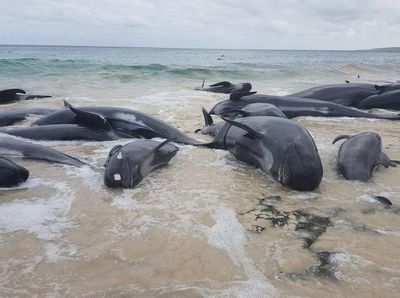 Penampakan Ratusan Paus Terdampar di Australia Barat