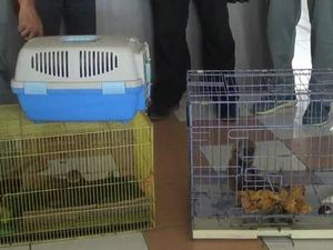Terbongkar! Perdagangan Satwa Dilindungi Lewat FB di Probolinggo